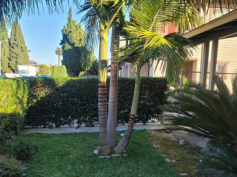 Front yard
