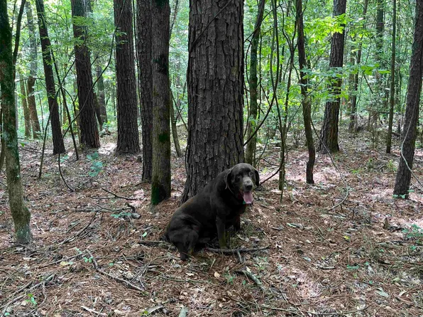 (undisclosed Address), Saratoga, AR 71859