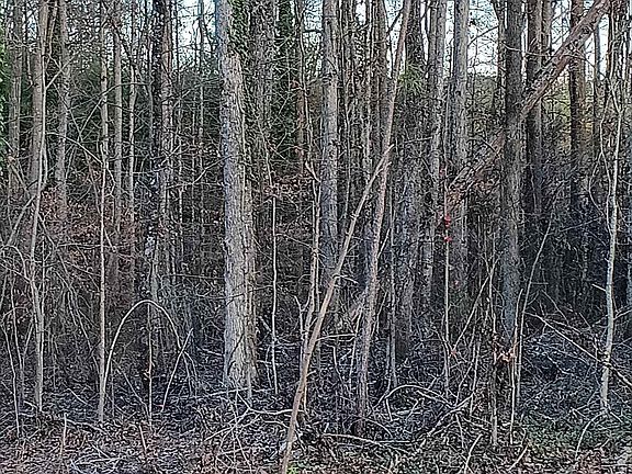3rd image of 537 Harvest Valley Ct