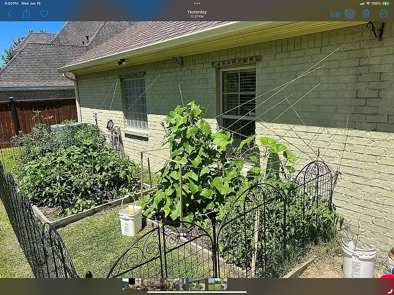 Fenced Kitchen garden