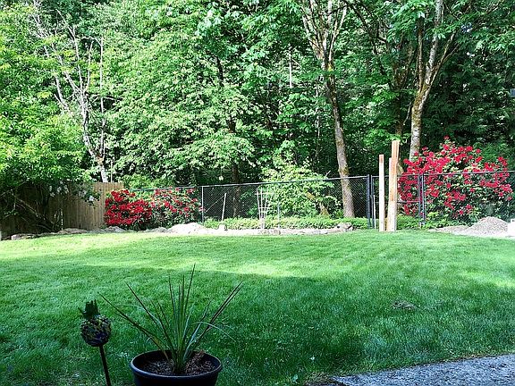 Rhododendrons in bloom