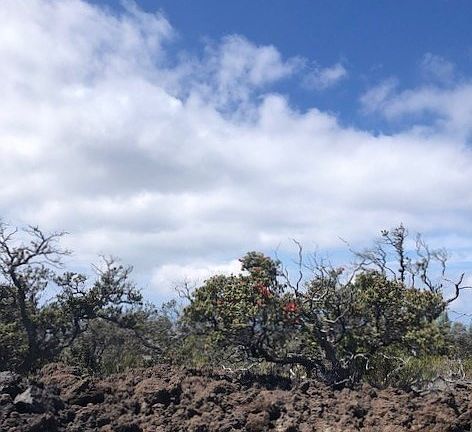 3rd image of Lei Pkwy Lot 31
