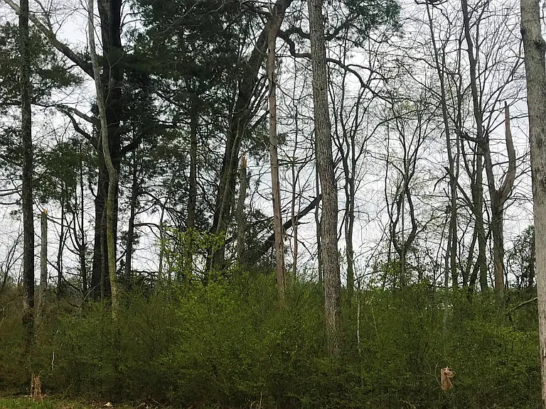 TREE LINED BACK YARD