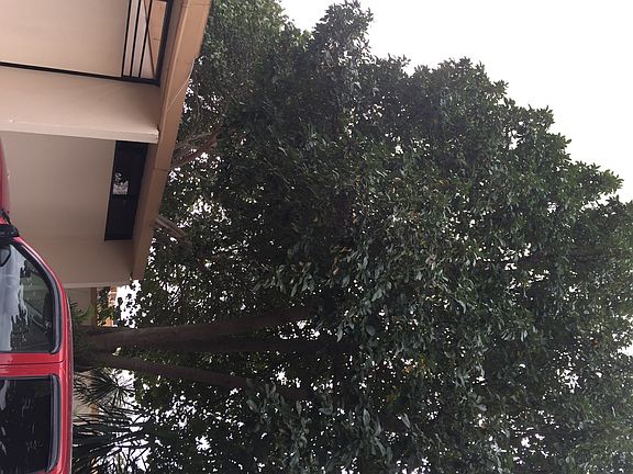 Large shady avacado tree