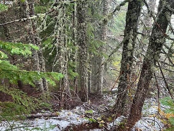 4th image of Forest Rod 2820 #100