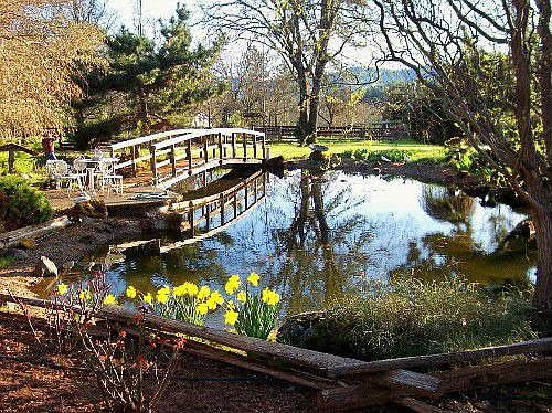 Front Koi Pond w/waterfall & bridge.