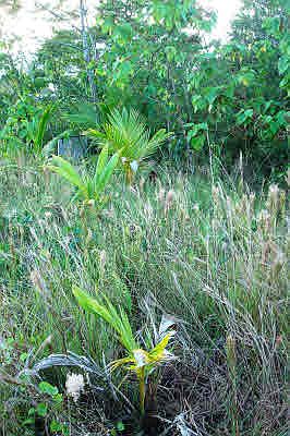 3rd image of Puna Beach Palisades #62-lot 62