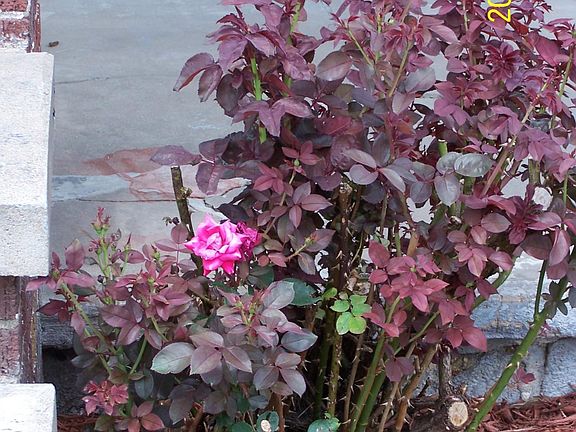 beautiful landscaping