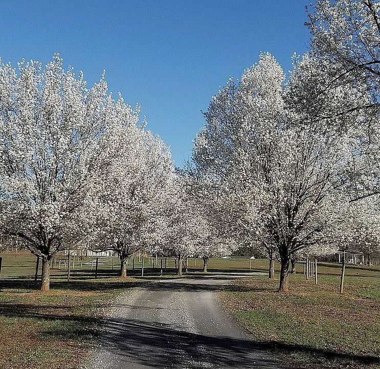 1st image of 2035 Soapstone Mountain Rd