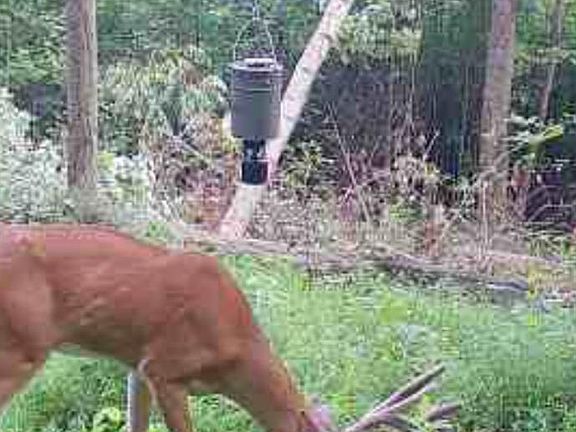 3rd image of 745 Coon Hollow Rd