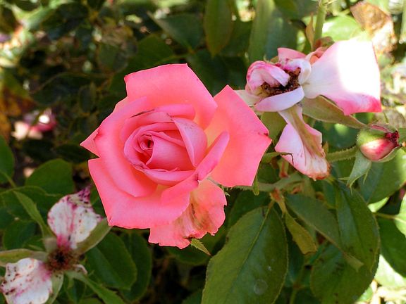 rose bushes