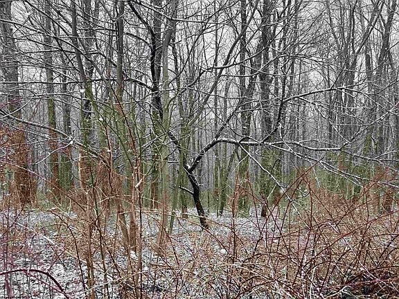 3rd image of 3181 Irish Ridge Rd