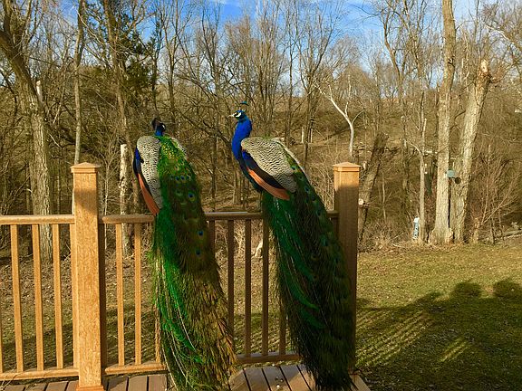 Peacocks on back deck