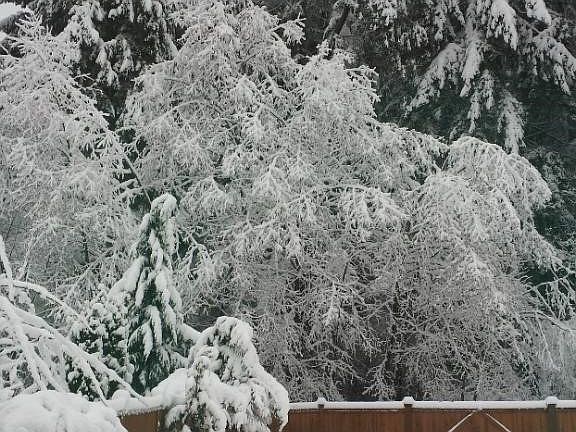 Large, level and fully fenced backyard that backs up to a protected greenbelt. Double wide gate for access. 