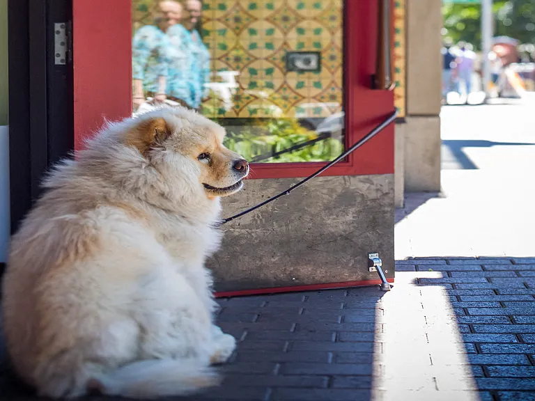 Our community is pet-friendly and the neighborhood is a great place for your pet to grow up
