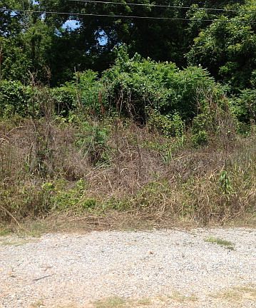 3rd image of 1239 Highway 61 S