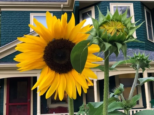 285 Tremont St, Newton, MA 02458