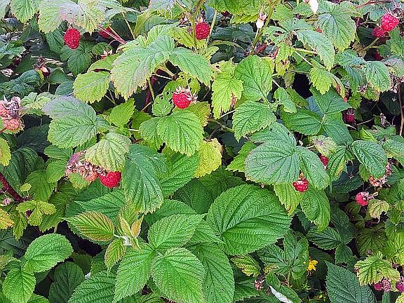 Raspberries