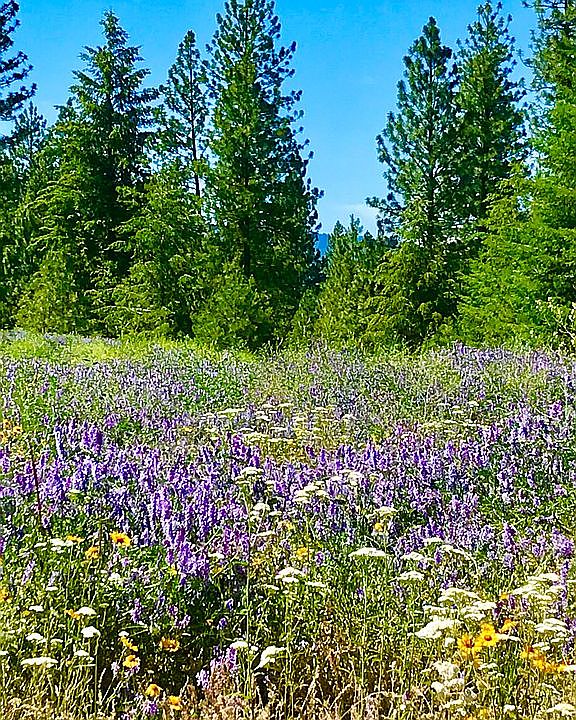 Spring wildflowers