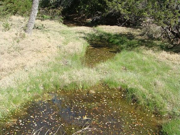 spring/creek
