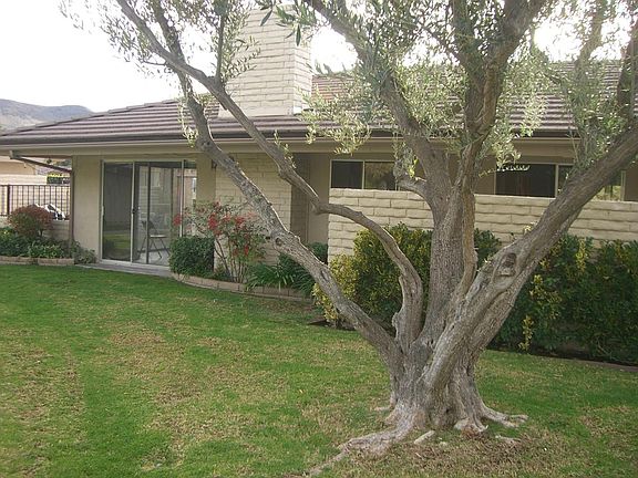 Back Landscape & Shade Tree