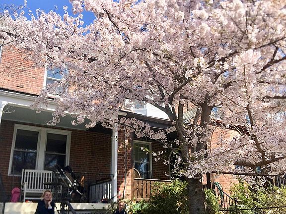 Cherry Blossom tree in full bloom!