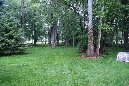 Meadows in the woods