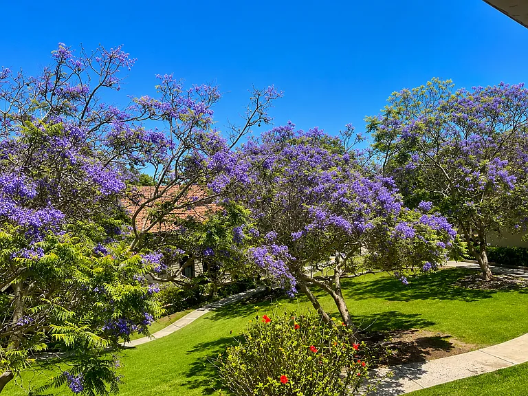 View from patio