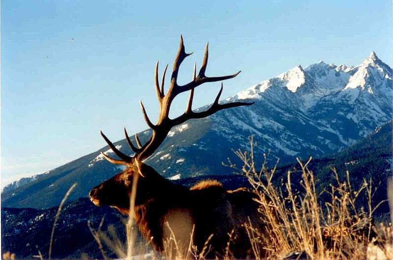 Ekl hunting near by