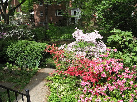 First Level of Backyard