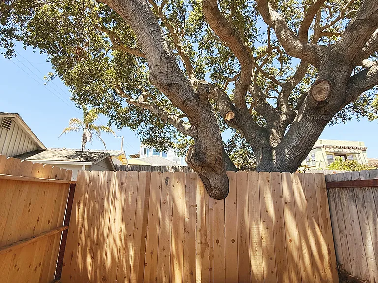 magestic oak tree above the unit! it has many visitors from nature. We have seen baby racoons, possums, owls, many neighborhood cats, hawks, squirrels, etc. It attracts a lot of nature friends and if you enjoy nature like we do - it's fun to live next to!