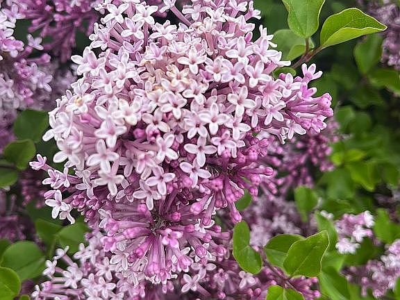 fragrant every summer 