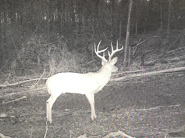 2011 McCay Dr Lot 4, Morris, AL 35116