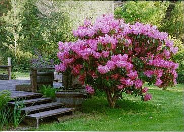 Spring flowers
