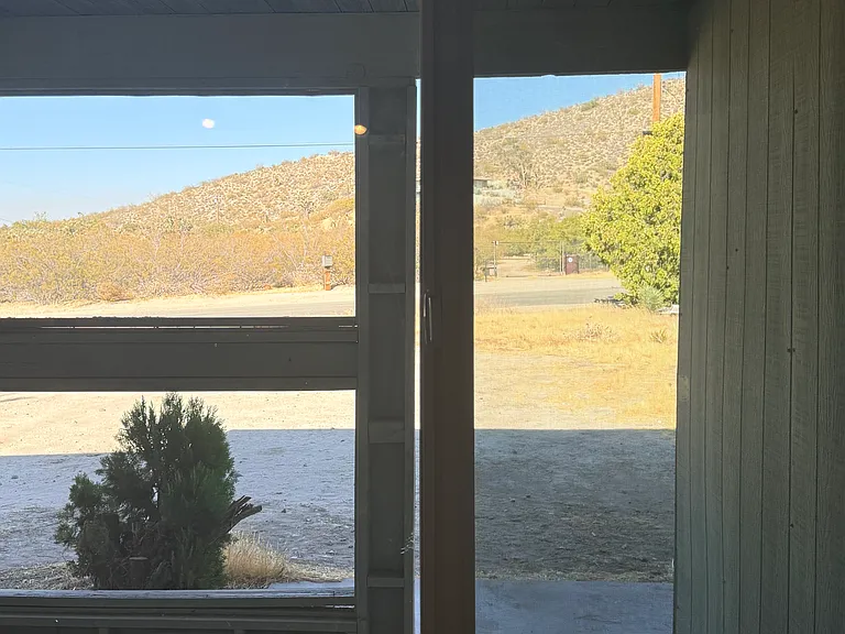 Blue Coyote — Photo 4