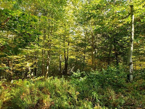 5th image of 1.2 Woodland Ln #2