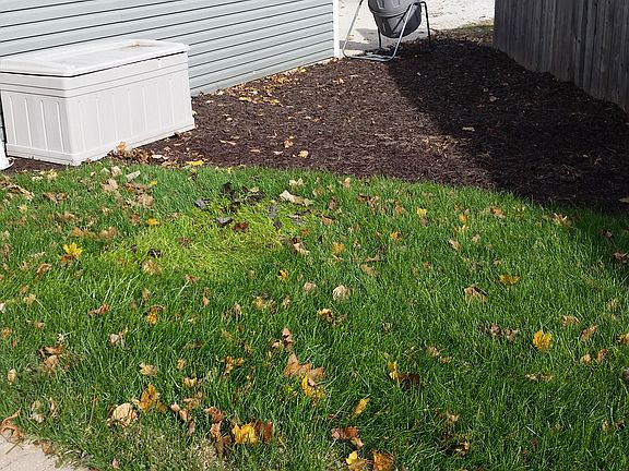 backyard view to driveway