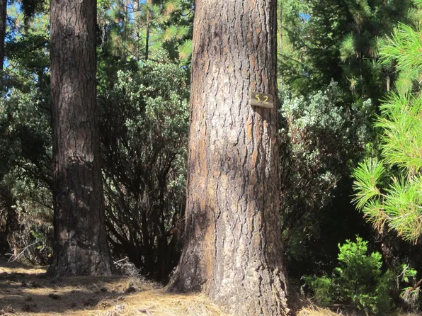 5378 Blue Mountain Dr, Grizzly Flats, CA 95636