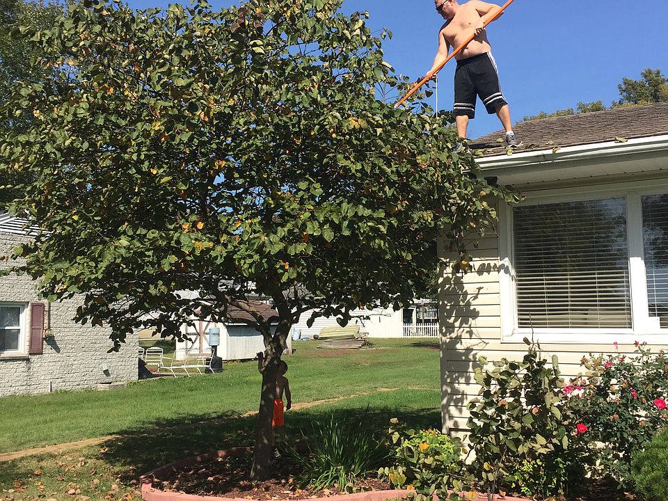 Landscape/beautiful tree 