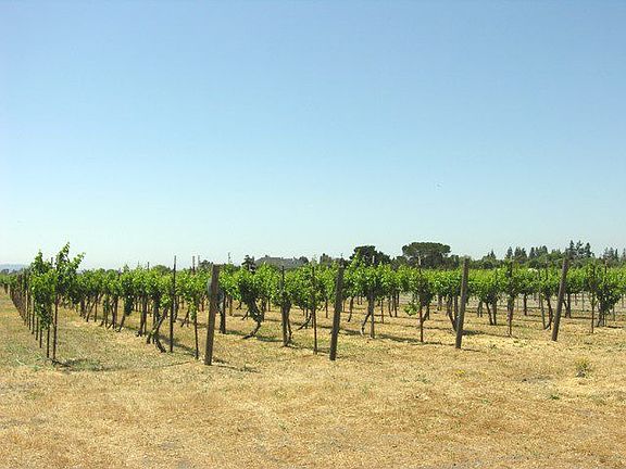 Producing vineyard.