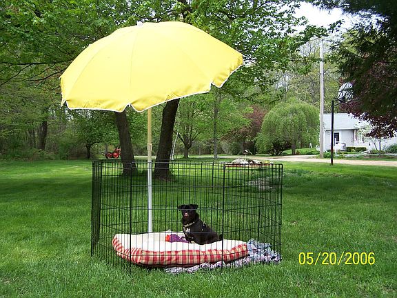 Beautifully kept spacious back yard