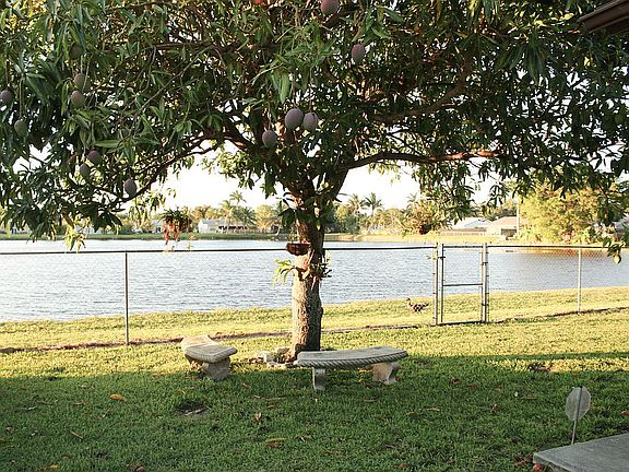 Big Fenced Yard, Mango tree