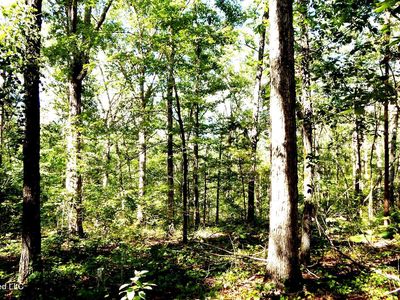 330 County Road 245, Abbeville, MS, 38601