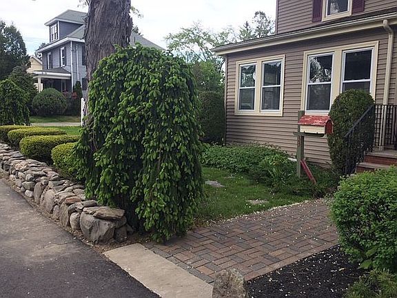 Impressive Weeping Norwegian