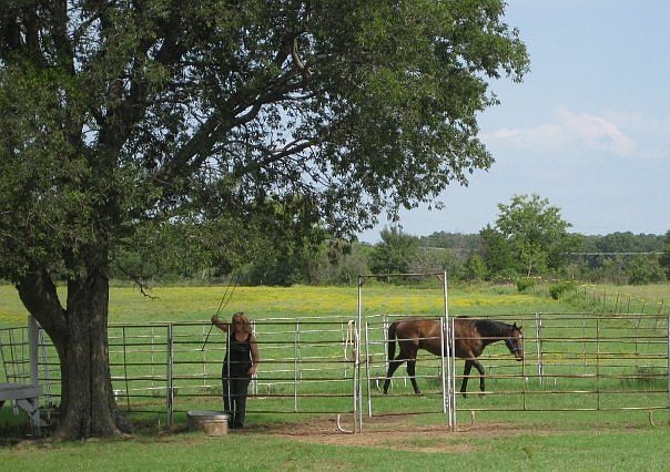 beautiful shade trees