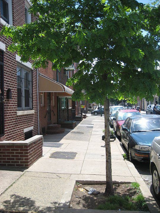 Tree in front of property