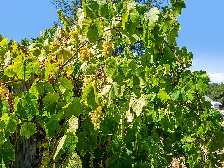 Table grapes on trellis