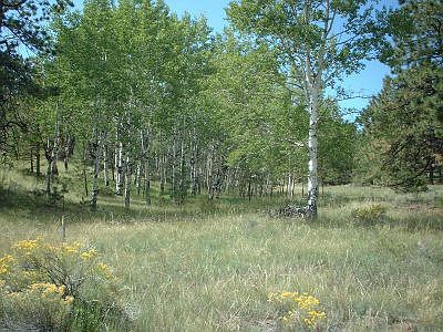 Aspens