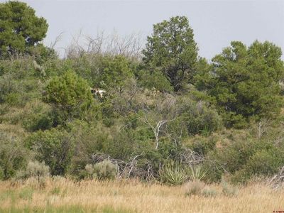 LOTS 1-3 Road 21, Lewis, CO, 81327