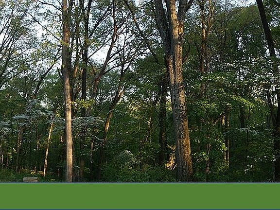 More Flowering trees